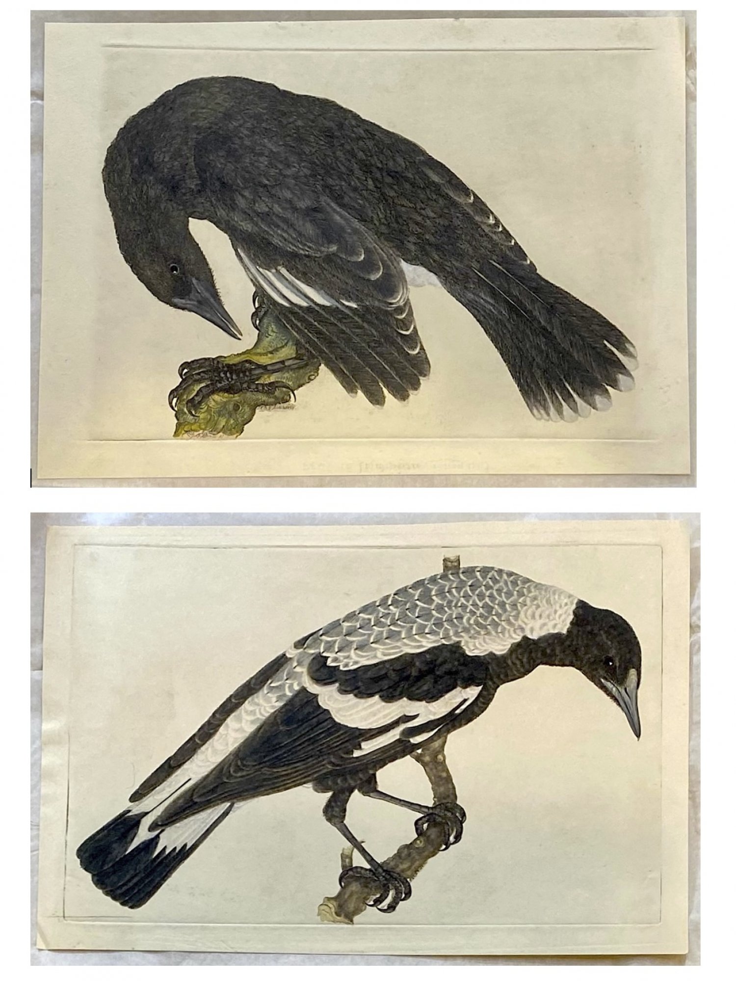 1. Currawong and 2. Magpie 